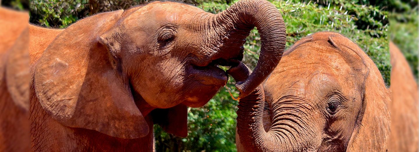 Sheldrick Wildlife Trust: Elephant and Rhino Nursery